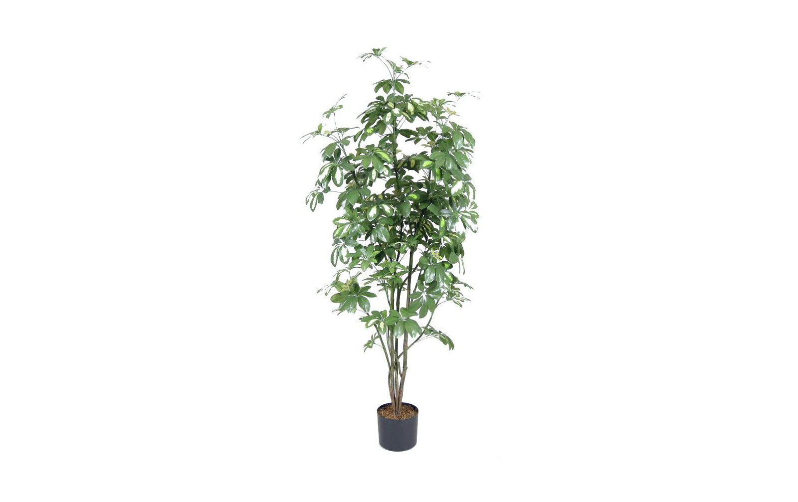 Europalms Schefflera, 150cm, Kunststoffpflanze