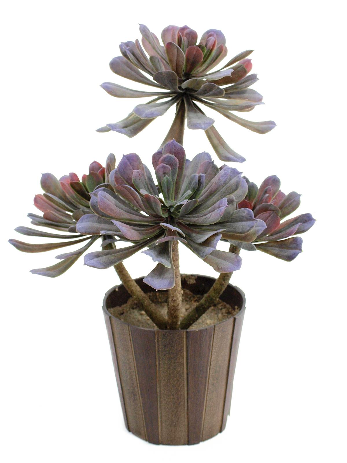 Europalms Sukkulente Aeonium, 30cm, Kunststoffpflanze