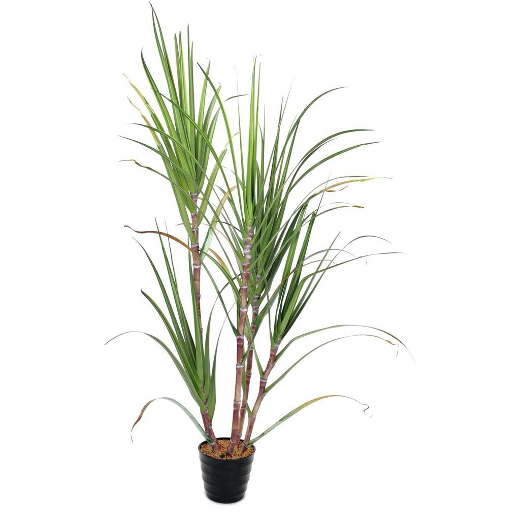 Europalms Zuckerrohr-Set, 210cm, Kunststoff