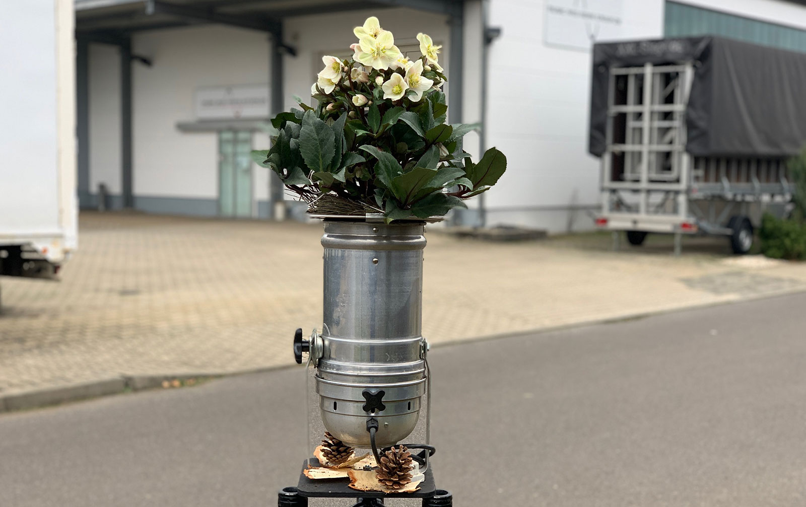 Soli-Kanne "Christrose" - NUR SELBSTABHOLUNG!