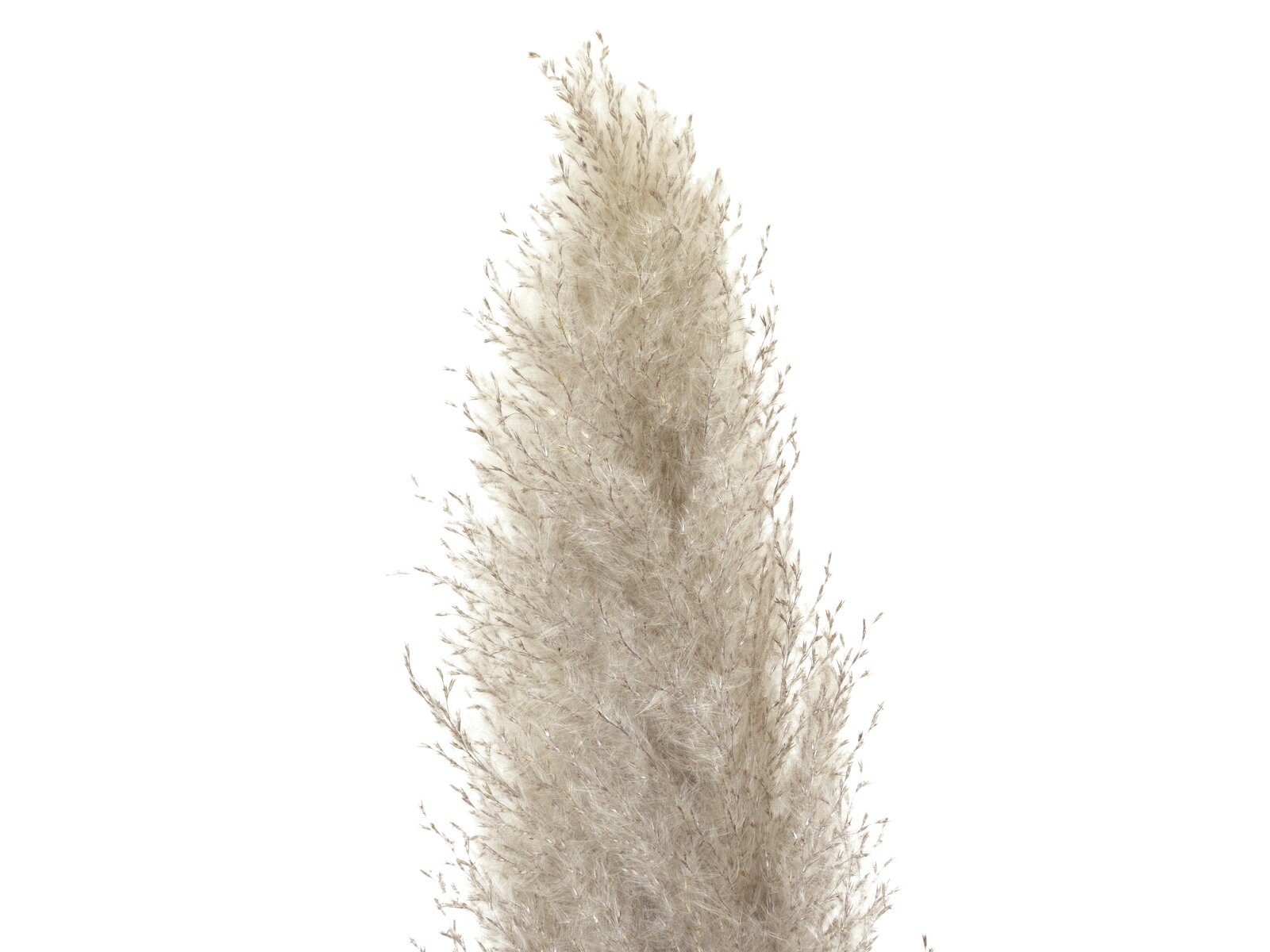 Jolipa Pampasgras Zweig, getrocknet, natur, 137cm