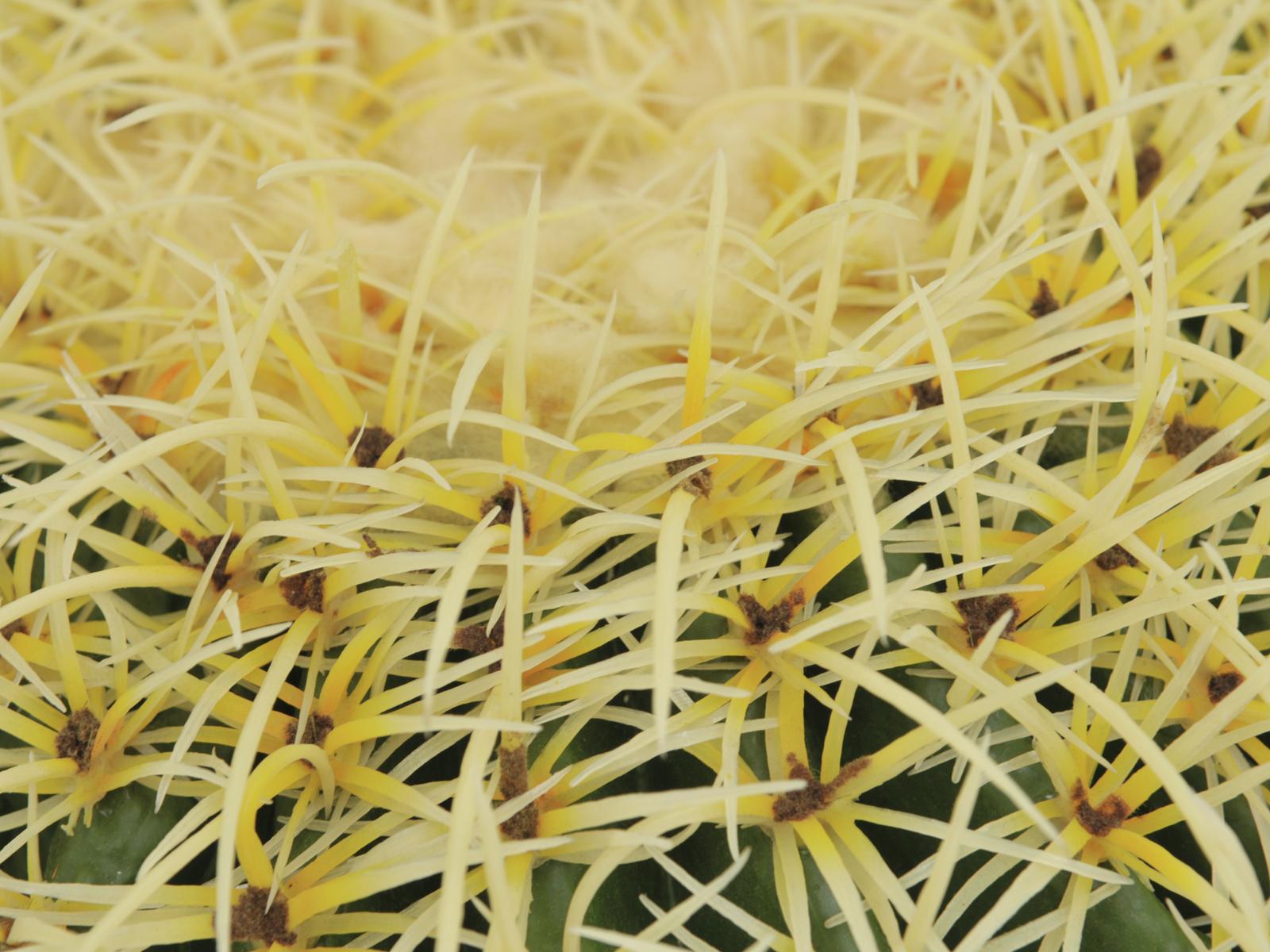 Europalms Goldkugelkaktus, 48cm, Kunststoffpflanze