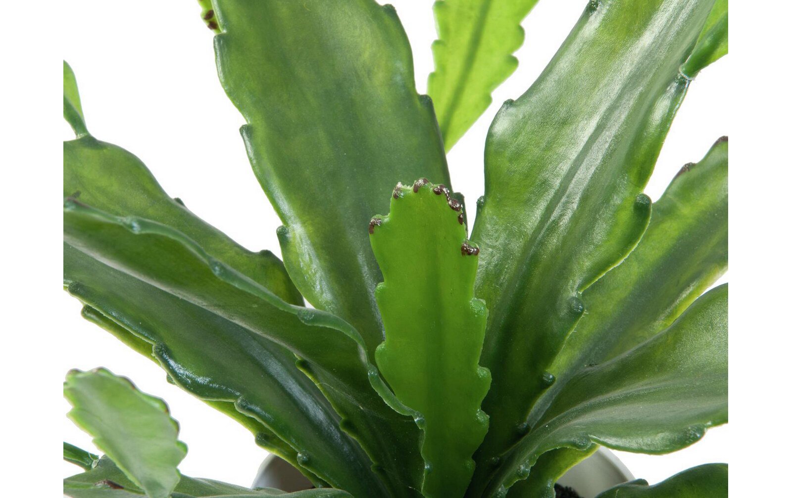 Europalms Epiphyllumbusch, 36cm, Kunststoffpflanze