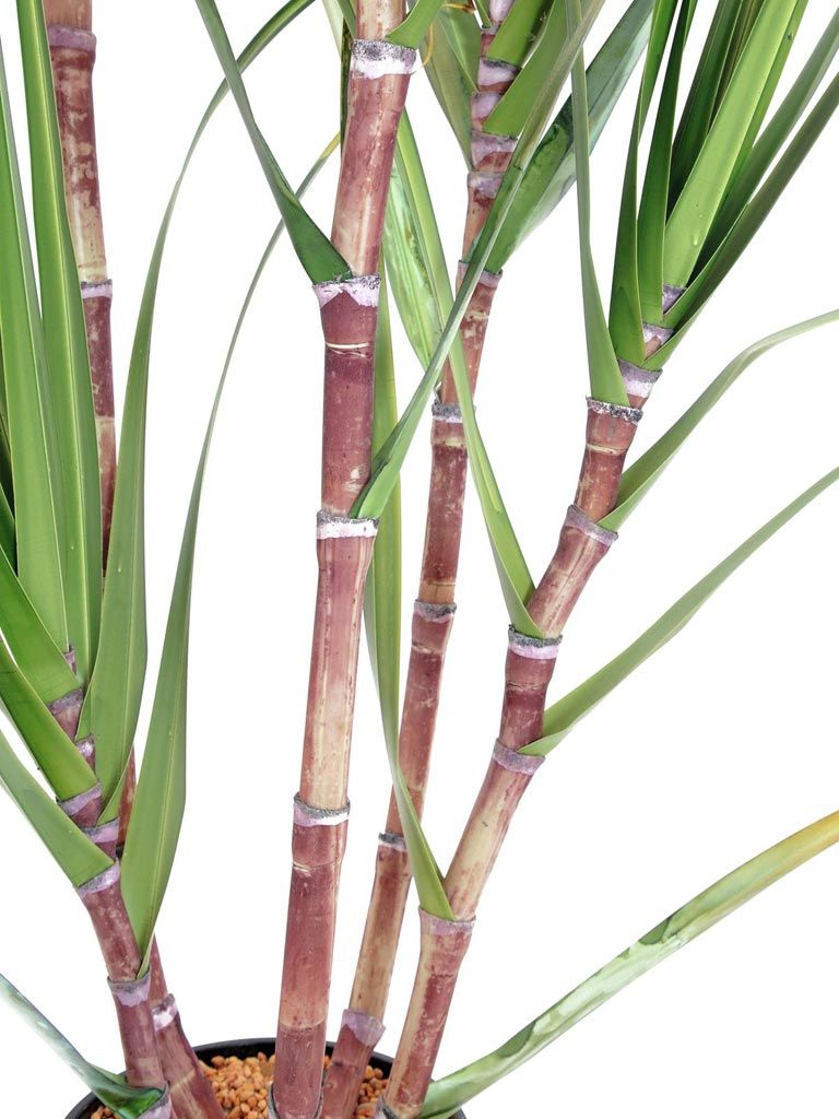 Europalms Zuckerrohr-Set, 210cm, Kunststoff