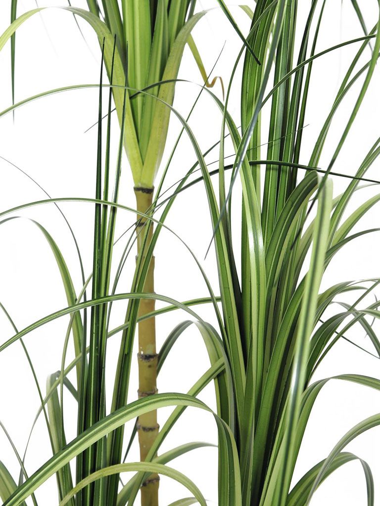 Europalms Dracenabusch, 160cm, Kunststoff