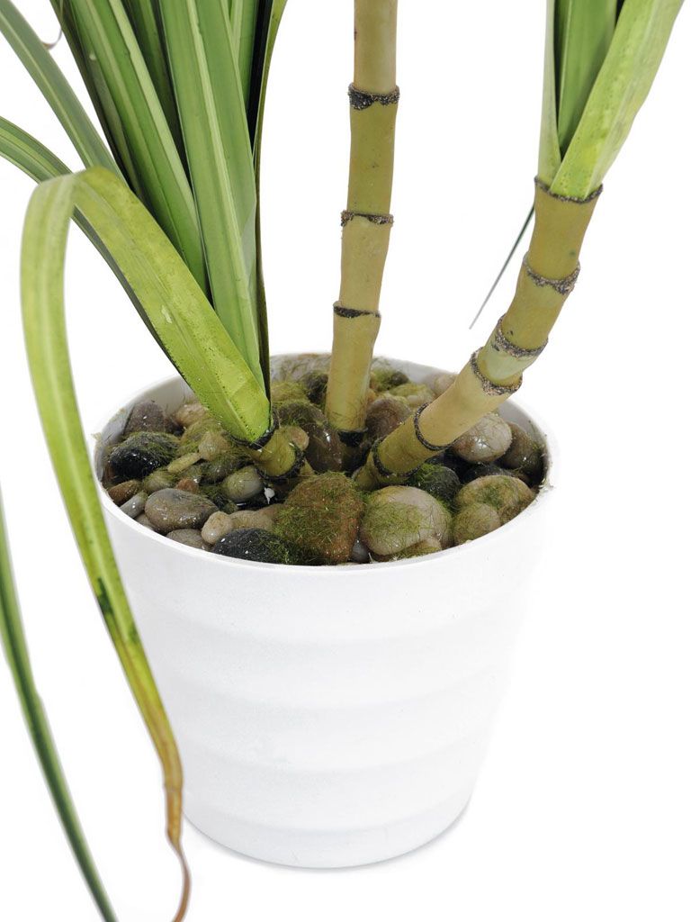 Europalms Dracenabusch, 160cm, Kunststoff
