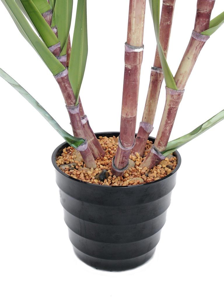 Europalms Zuckerrohr-Set, 210cm, Kunststoff