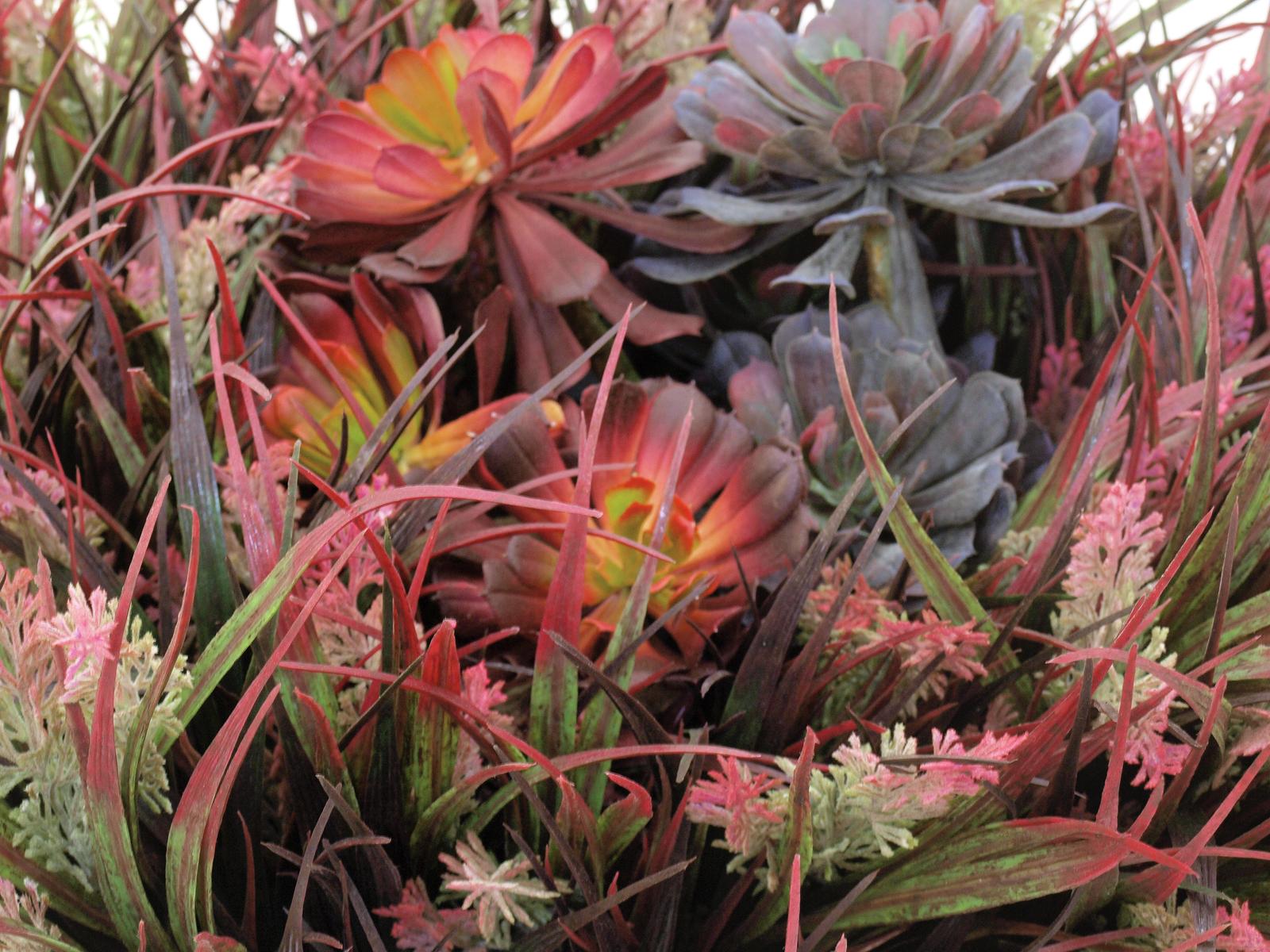 Europalms Sukkulente Aeonium, 30cm, Kunststoffpflanze