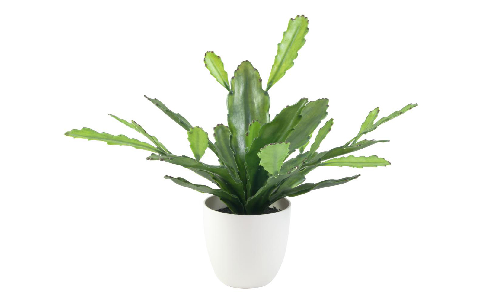 Europalms Epiphyllumbusch, 36cm, Kunststoffpflanze