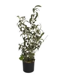 Europalms Olivenbäumchen, Kunstpflanze, 68 cm