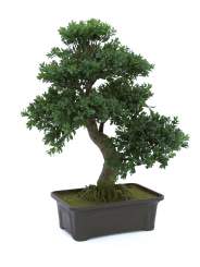 Europalms Buchsbonsai, 61 cm, Kunststoffpflanze